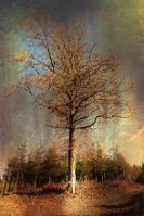 Serie 3B binary comment