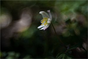 20200513 Christine 02 Anemone