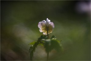 20200513 Christine 04 Anemone