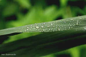 MAISON 09-09 FLEURS (5)