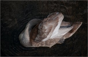 2020 SUZANNE CYGNE TETE SOUS AILE