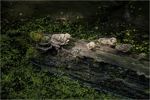 2020 SUZANNE DAVERDISSE LENTILLES D EAU