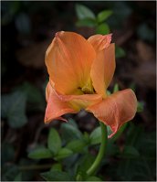 2020 SUZANNE FLEUR DU JARDIN 1