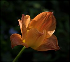 2020 SUZANNE FLEUR DU JARDIN 2