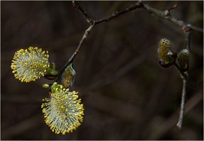 2020 SUZANNE LES BOURGEONS