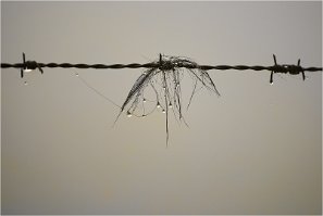 2020 SUZANNE LES GOUTTES D EAU