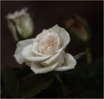 2020 SUZANNE ROSE DU JARDIN