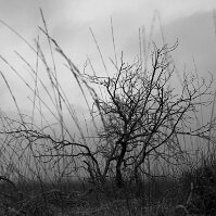 Diafocam_11 null