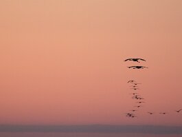 Diafocam_7 null