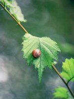 Escargot PL null