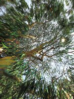 eucalyptus PL null