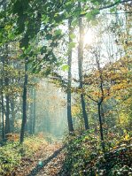 forêt pointillisme PL null
