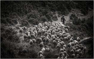 05-moutons, berger 4 - 1080