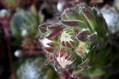 2020 PATRICK 06 PLANTE GRASSE