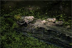 2020 SUZANNE DAVERDISSE LENTILLES D EAU