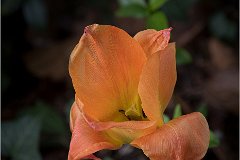 2020 SUZANNE FLEUR DU JARDIN 1