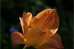 2020 SUZANNE FLEUR DU JARDIN 2