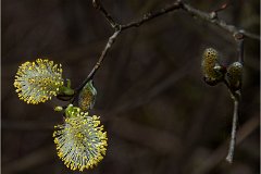 2020 SUZANNE LES BOURGEONS