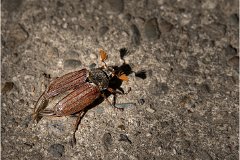 2020 SUZANNE MERY CHEMIN DU RAVEL