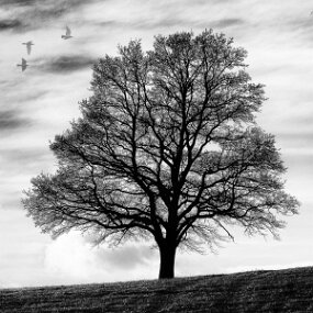 arbre carrecontraste copie null