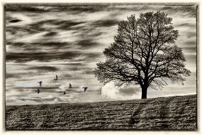 arbre3 copie null