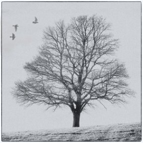 tons froids copie null