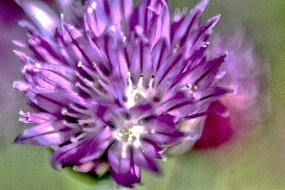 IMG_4127 null