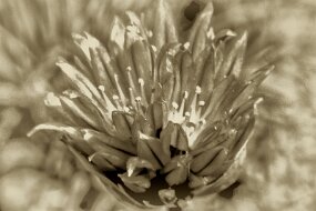 IMG_4129_2 null