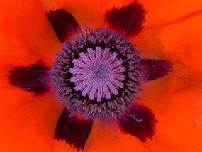 IMG_8967 null