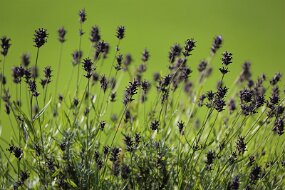 FQ2A7823 null