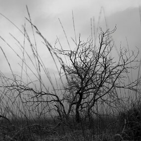 20260905_202011_ChristellePh_HautesFagnes_Arbre null