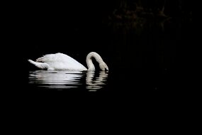 20260905_2025088ChristellePh_Cygne02 null