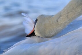 20260905_2025098ChristellePh_LacDeConstance_Cygne_01 null