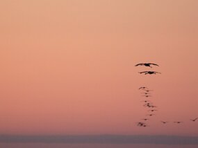 20260905_202511_ChristellePh_LacDuDer_Grues null