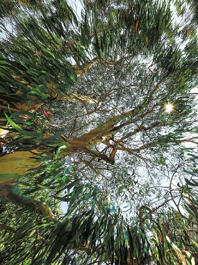 20260902_pierre_lheureux_eucalyptus null