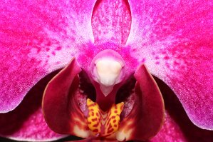 20260513_Patrick_Orchidee null