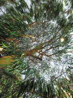 20260902_pierre_lheureux_eucalyptus null