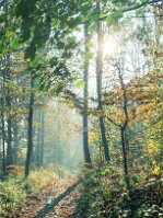 20260902_pierre_lheureux_foret_pointillisme_PL null