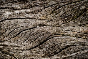 diafocam_olivier-5
